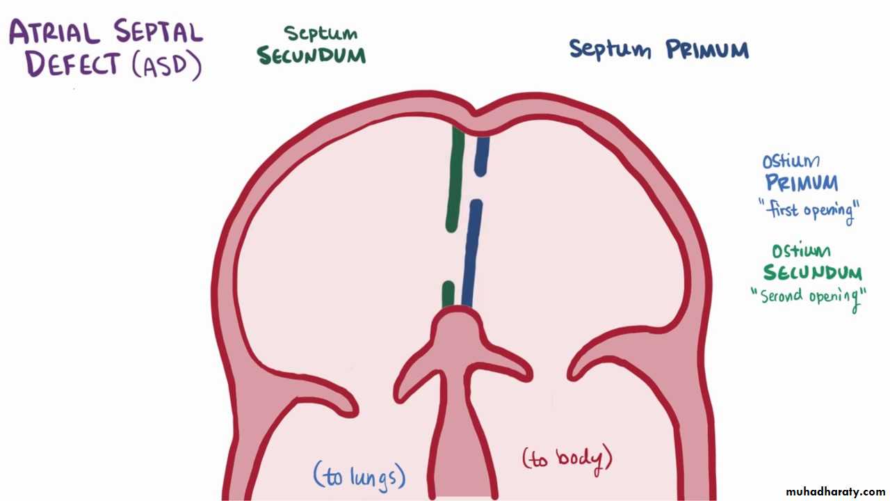 Cardiology