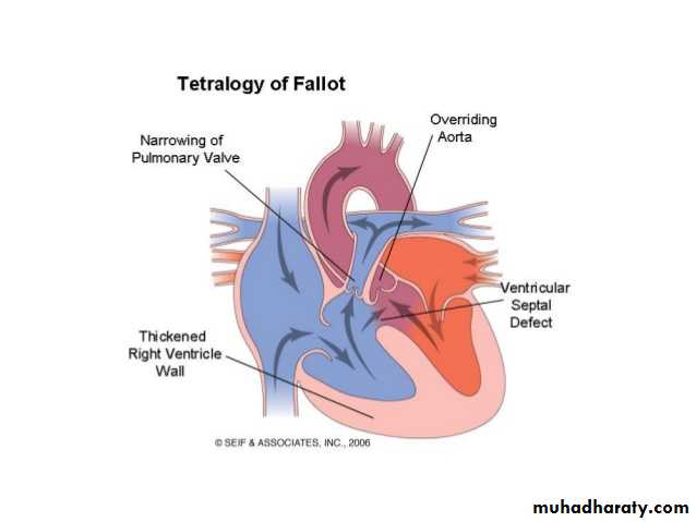 Cardiology
