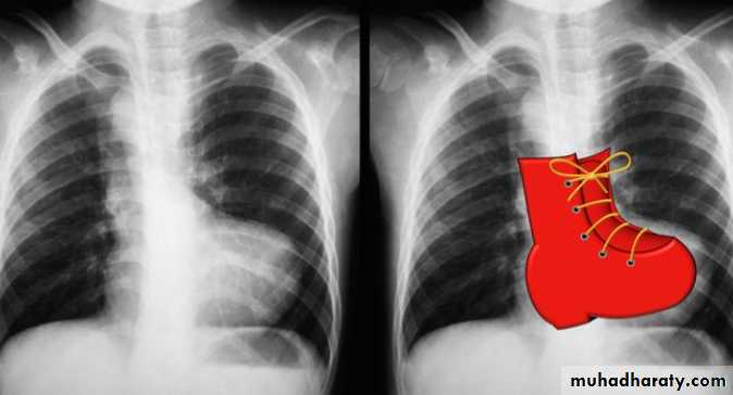 Cardiology