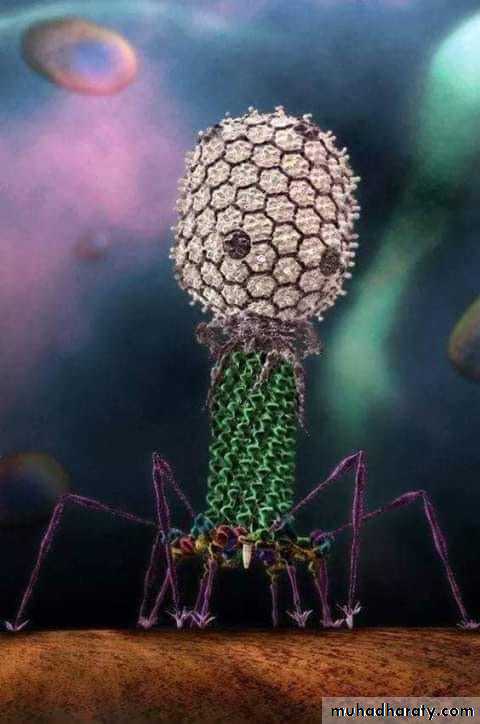Viruses of Bacteria (Bacteriophage)