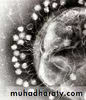Viruses of Bacteria (Bacteriophage)