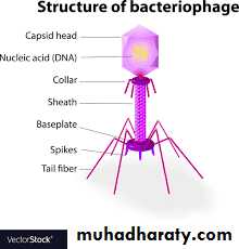 Viruses of Bacteria (Bacteriophage)