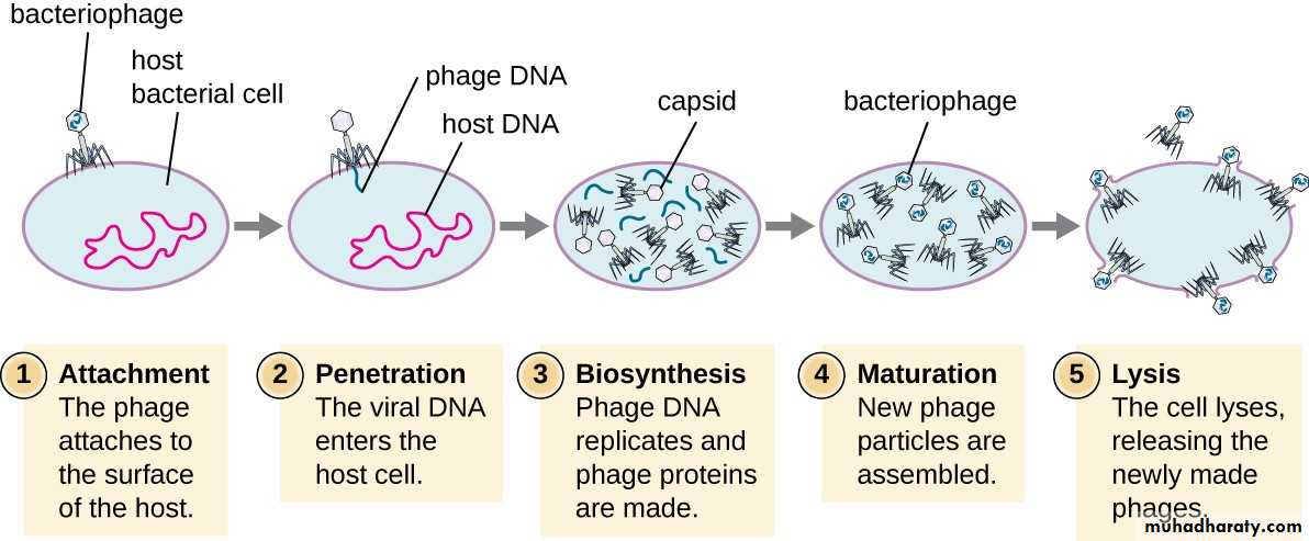Viruses of Bacteria (Bacteriophage)