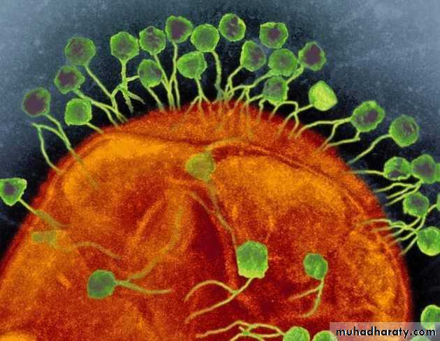Viruses of Bacteria (Bacteriophage)