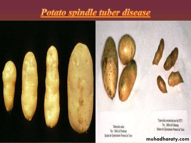 Plant viruses and Animal Viruses