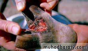 Plant viruses and Animal Viruses