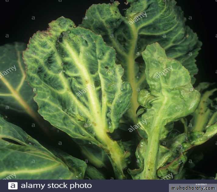 Plant viruses and Animal Viruses