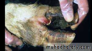 Plant viruses and Animal Viruses