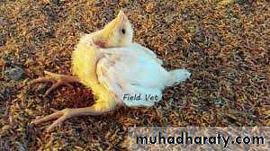 Plant viruses and Animal Viruses
