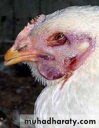 Plant viruses and Animal Viruses