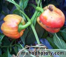 Plant viruses and Animal Viruses