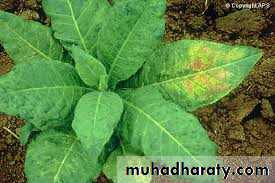 Plant viruses and Animal Viruses