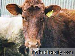 Plant viruses and Animal Viruses