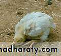 Plant viruses and Animal Viruses