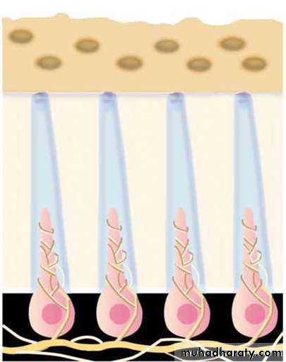 Treatment of dentin hypersensitivity