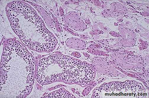 Genital Tract