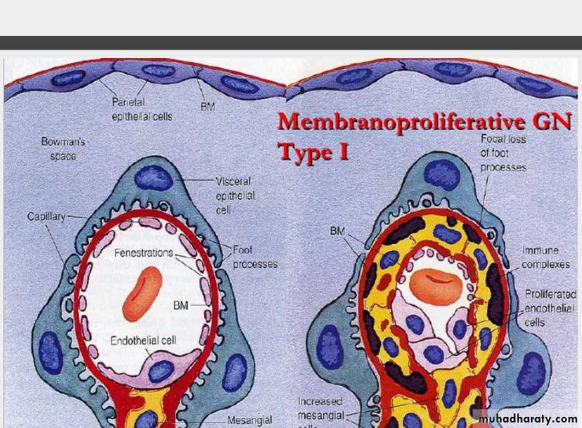Renal