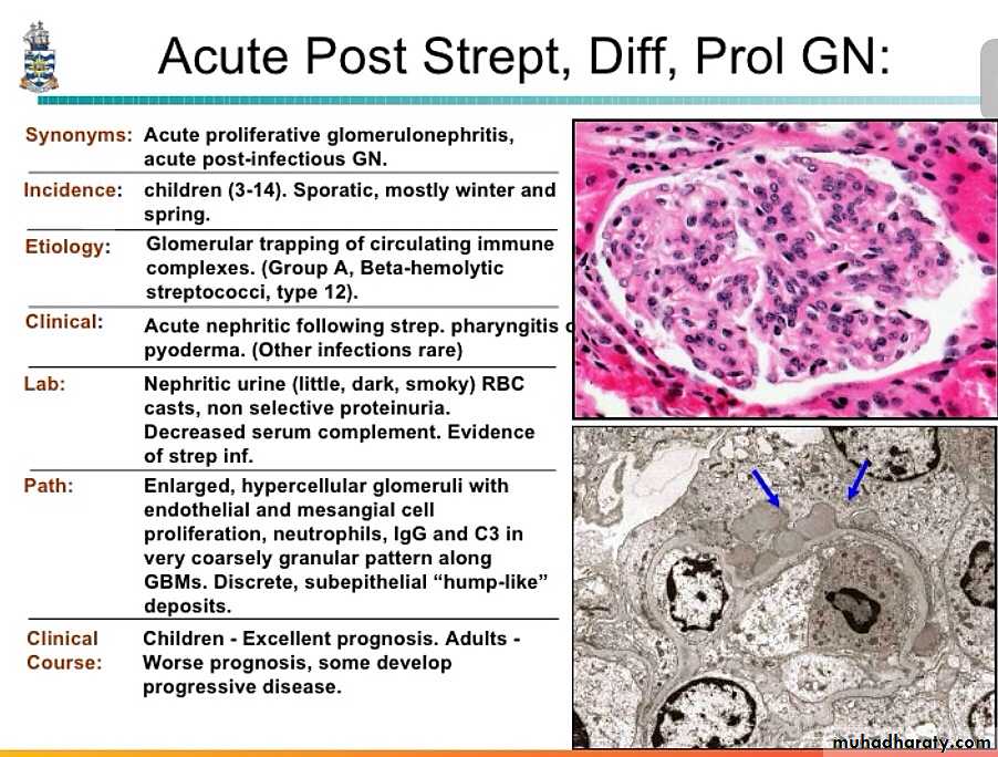 Renal