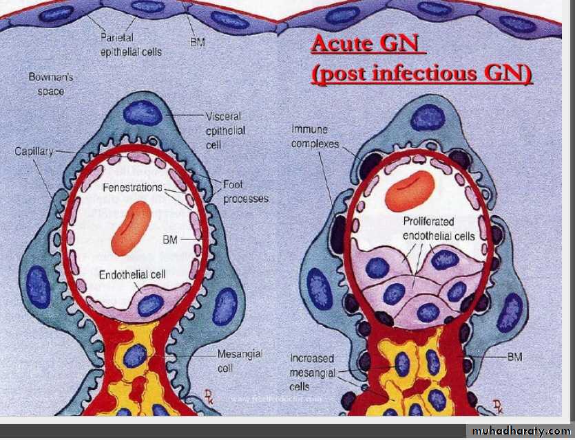 Renal