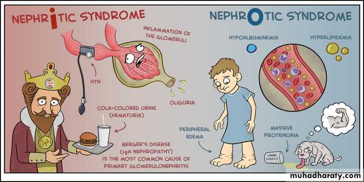 Renal