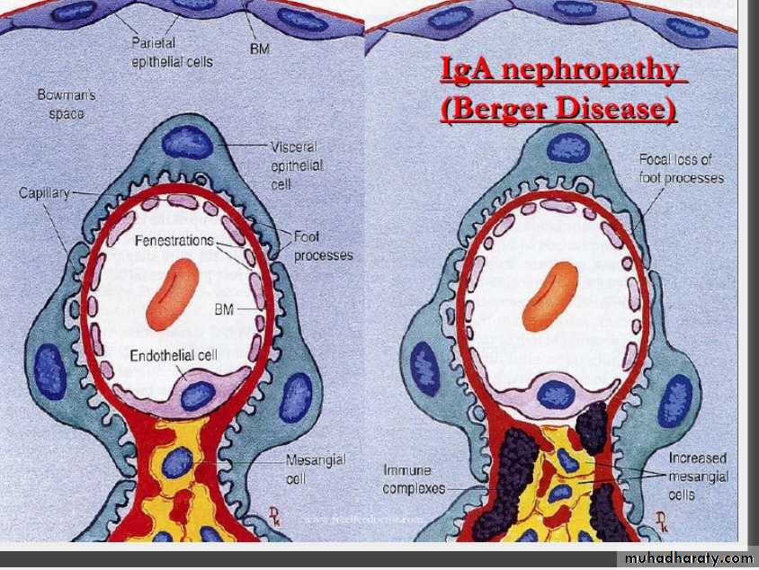 Renal