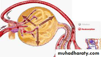 Renal