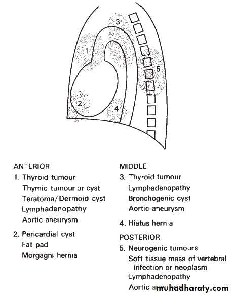 Mediastinum الاولى والثانية