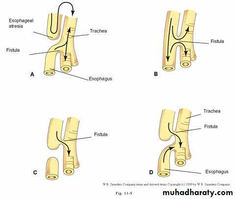 Radiology of G.I.T