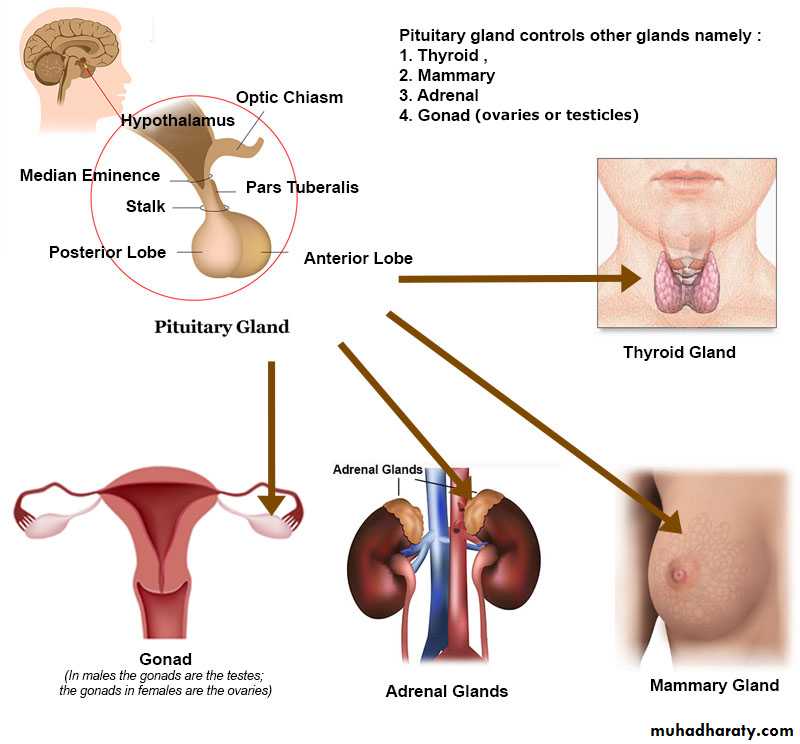 Secondary amenorrhea