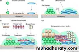 Host defense in the dentogingival area