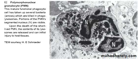 Host defense in the dentogingival area