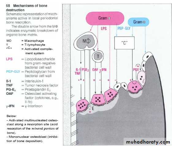 Host defense in the dentogingival area