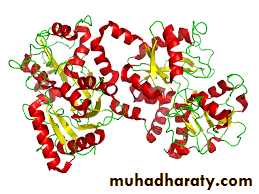 Host defense in the dentogingival area
