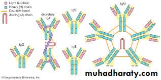 Host defense in the dentogingival area