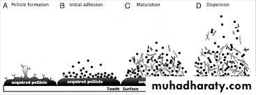 Host defense in the dentogingival area