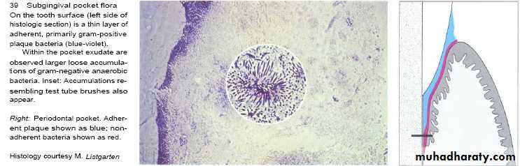Host defense in the dentogingival area