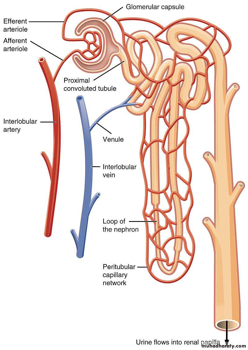 Renal failure