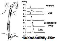 Esophagus