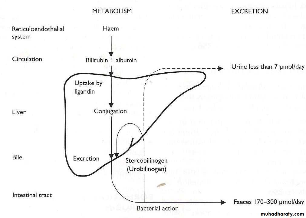 Liver Function Tests