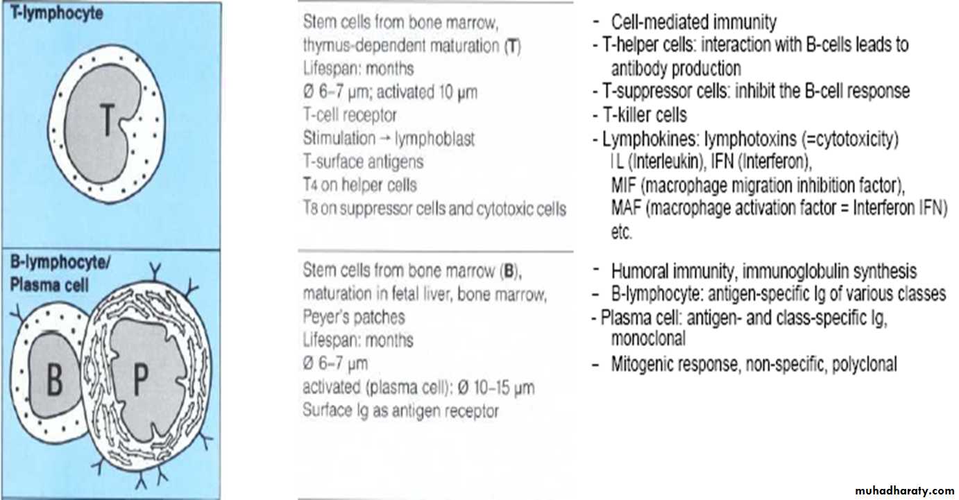 Inflammatory cells