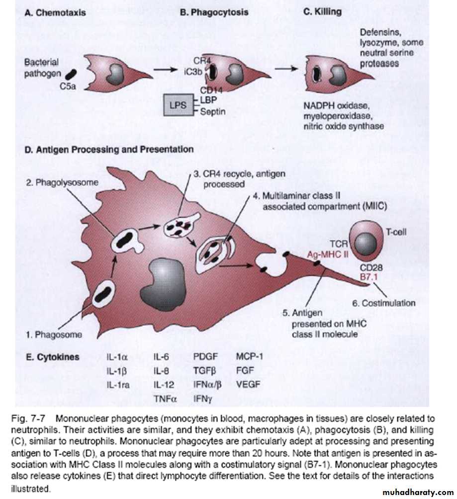 Inflammatory cells