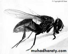 Typhoid Fever