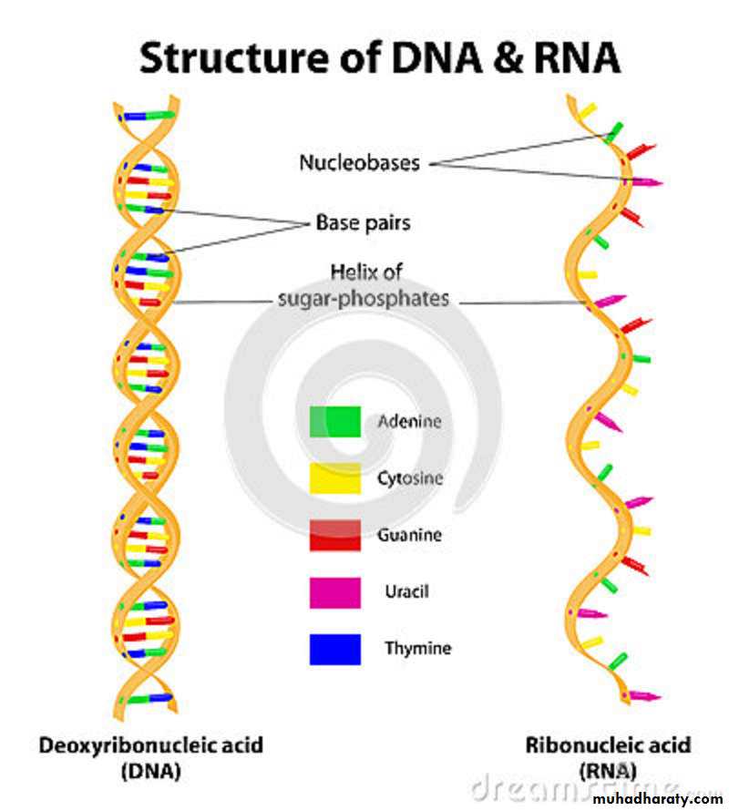Microbial Genetic