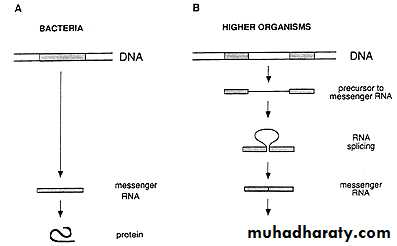 Microbial Genetic
