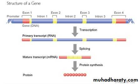 Microbial Genetic