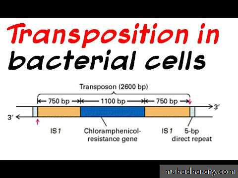 Microbial Genetic