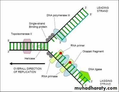 Microbial Genetic
