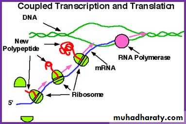 Microbial Genetic