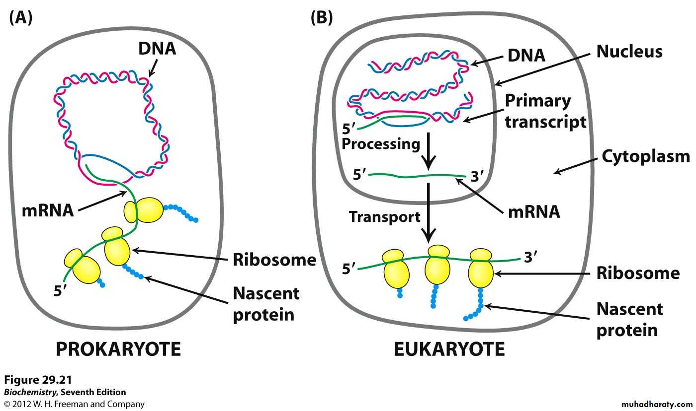 Microbial Genetic