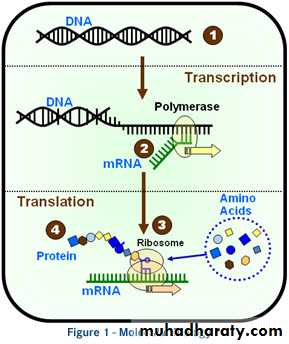 Microbial Genetic